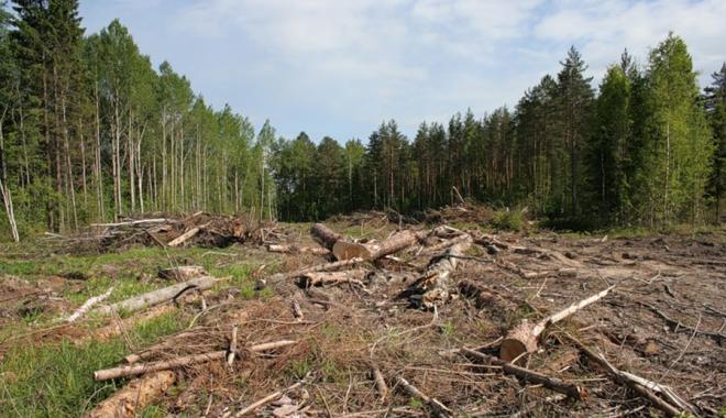 За незаконну рубку дерев оштрафували на мільйон